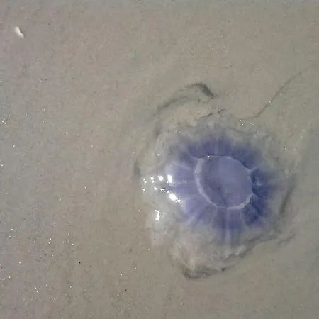 Lagoon On The Wadden On فانجر أوخه