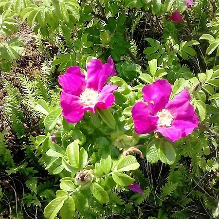 Lagoon On The Wadden On Сasa de vacaciones *